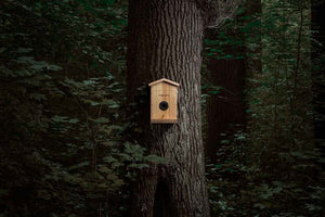 Slimme vogelhuisje met AI-soortendetectie ez-nesteye 
