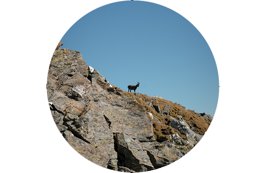 Verrekijker Steiner eRanger LRF 10x42 met geïntegreerde afstandsmeter 