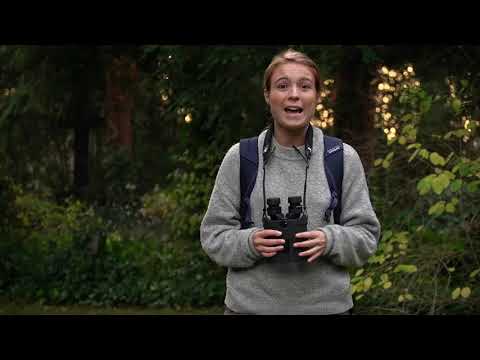 Kite APC 12×42 gestabiliseerde verrekijker 