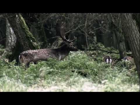 Zeiss Victory HT 10X54 verrekijker 